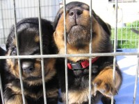 /album/--------/boogie-22-den-jpg1/