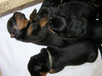 /album/a2/miminka-jpg/