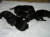 /album/a3/pejskove-jpg/