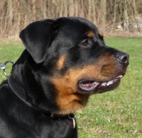 /album/svod-dorosru-sloup-2010/art1-jpg/